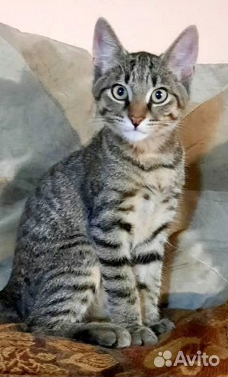 Кот в добрые руки