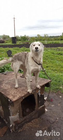 Собака в Добрые руки отдам бесплатно