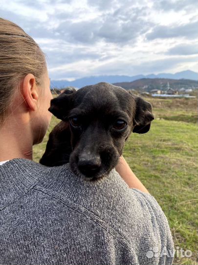 Щенок в добрые руки бесплатно