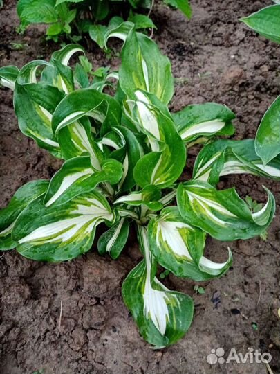 Хоста. Цена за большой куст