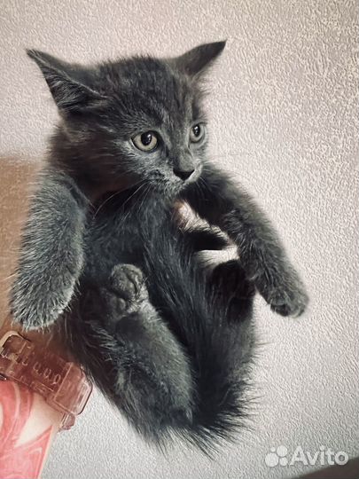 Котята велюровый сфинкс белый и пушистый котенок