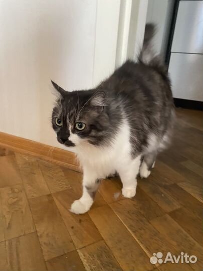 Филя ищет дом