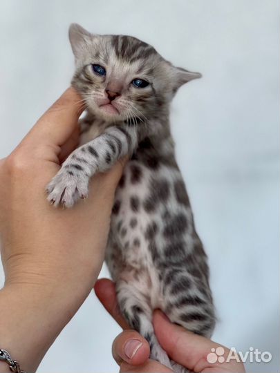 Бенгальские Серебряные котята с документами