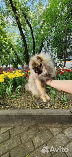 Померанский шпиц мини