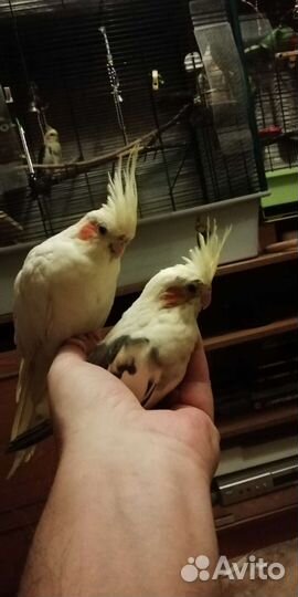 Попугай корелла птенец