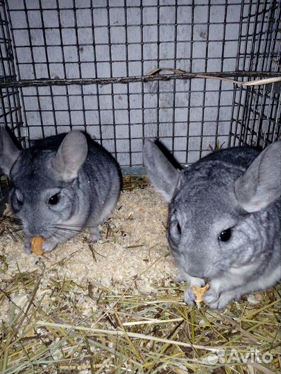 Продам шиншилл