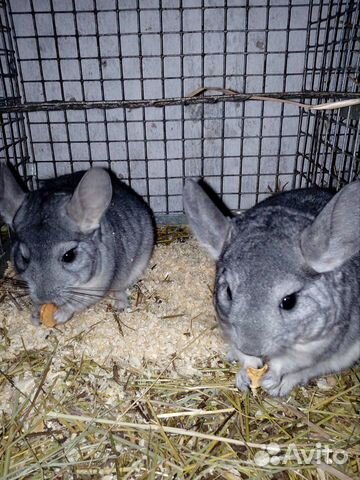 Продам шиншилл
