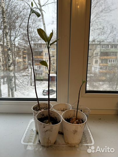 Манго авокадо деревца из косточки