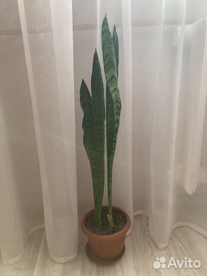 Сансевиерия