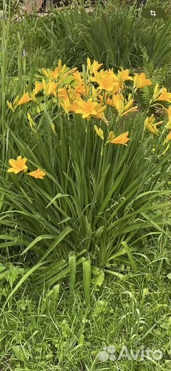 Ирисы Кито-но-Сейза, лилейники