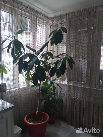 Продать цветок