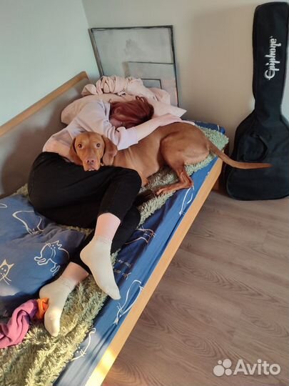 Передержка собак, выгул, догситтер, няня