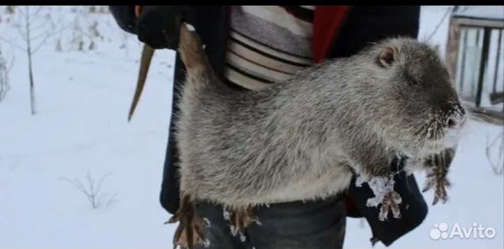 Мясо нутрии домашнее