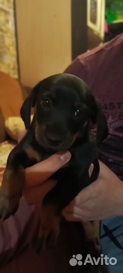 Отдам в добрые руки