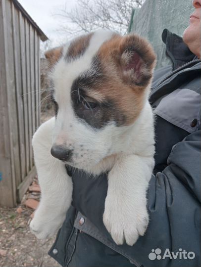 Среднеазиатская овчарка алабай щенки