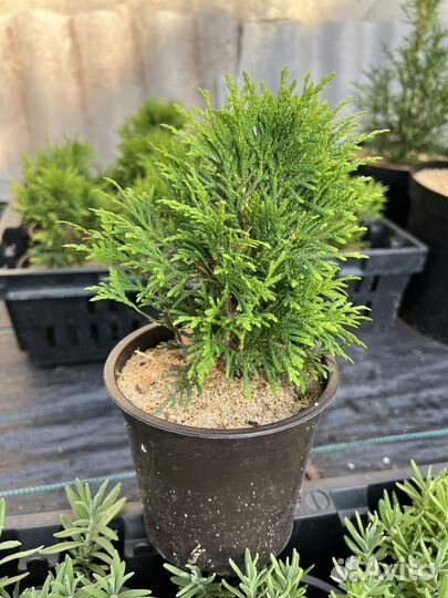 Туя шаровидная Даника
