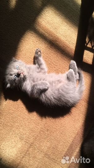 Отдаю котят в добрые руки