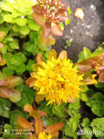 Очиток (седум) почвопокрывной.Фалярис