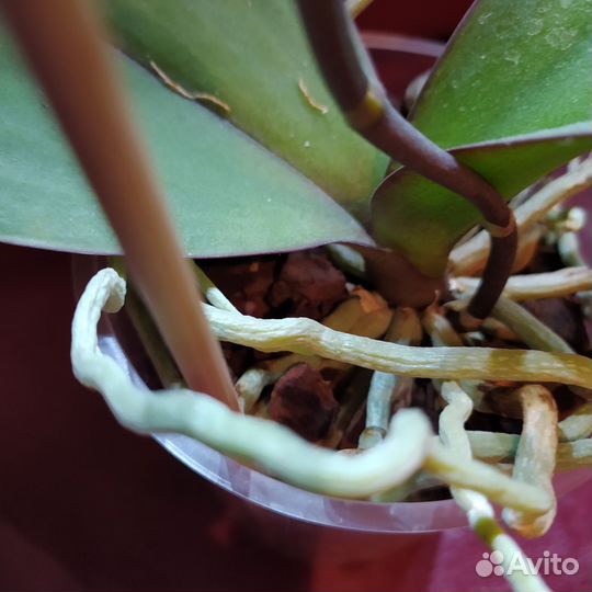 Орхидея фаленопсис Тайсуко Анна