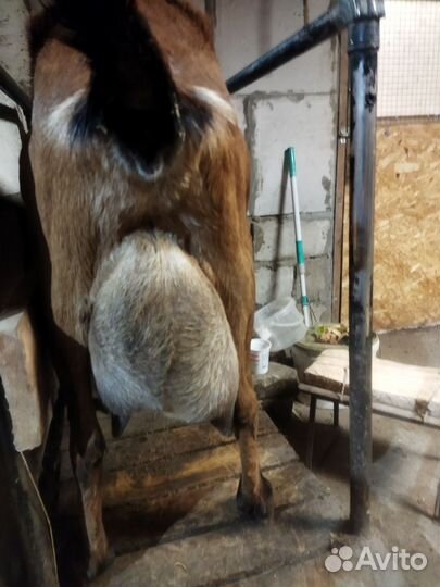 Дойная коза и козел