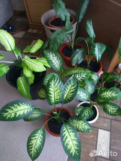 Диффенбахия Тропик Айс