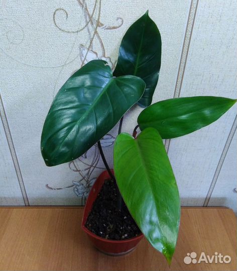 Филодендрон краснеющий