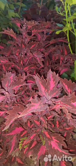 Колеусы вегетативные