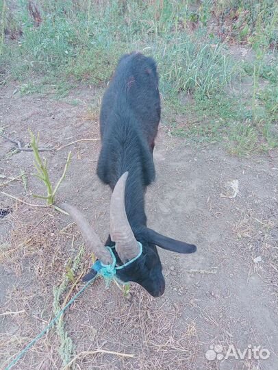 Козы и козлята