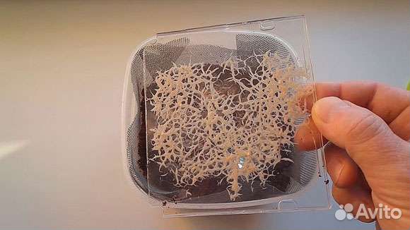 Гриндальский червь(культура)в лотке с субстратом