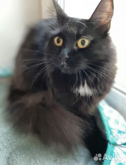 Кошка фенотип шантильи тиффани в дар