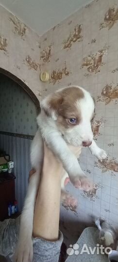 Щенки бесплатно