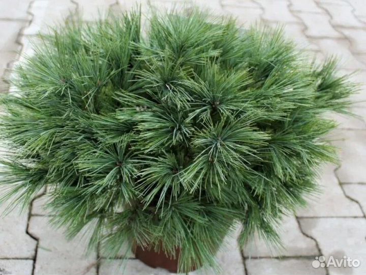 Сосна Веймутова Минима-Minima