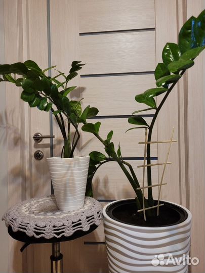 Комнатные растения цветы