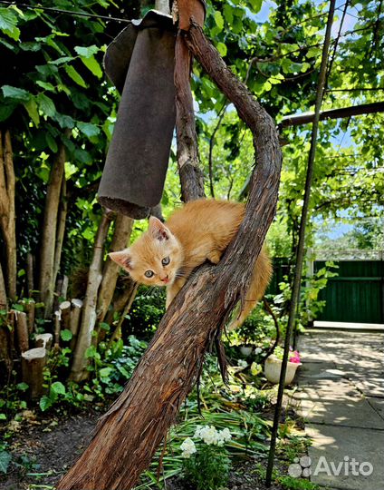 Рыжие котята