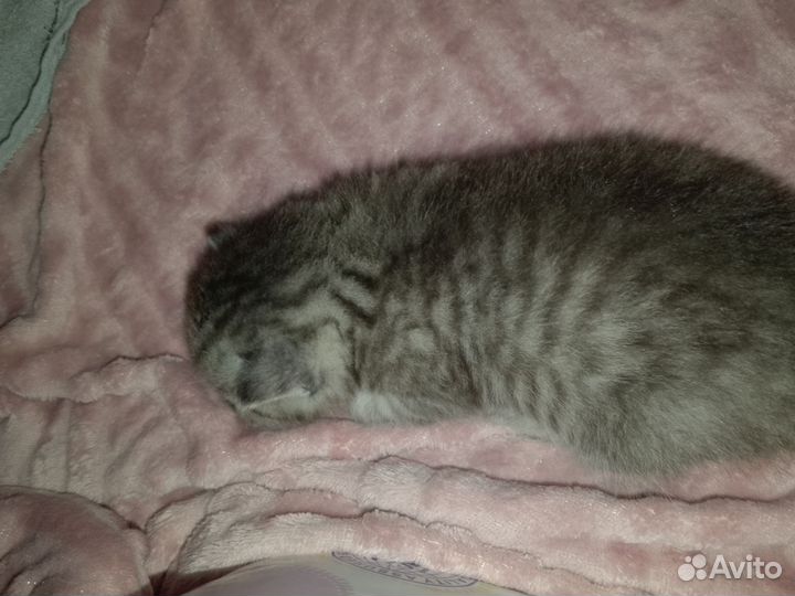 Отдам бесплатно