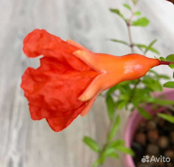 Гранат комнатный