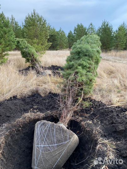 Ель голубая 1,3 м