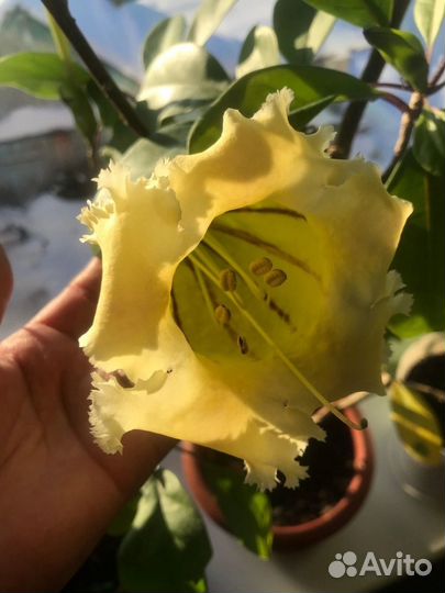 Соландра грандифлора