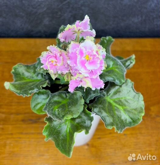 Сортовые фиалки детки