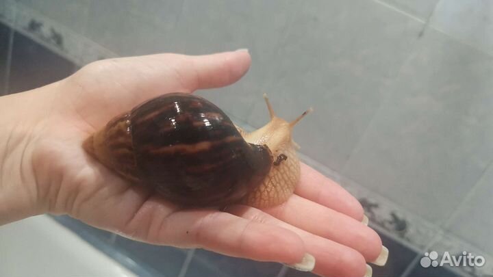 Улитки ахатины