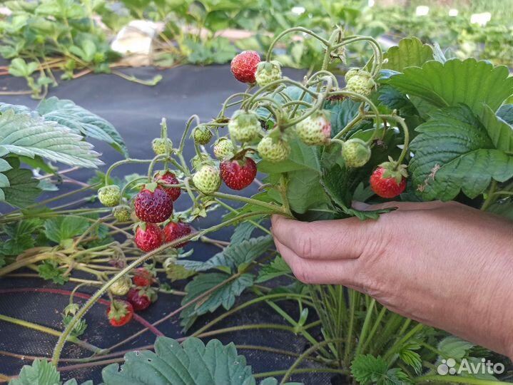 Клубника - саженцы, доставка. Обновлённое наличие