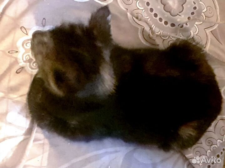 Умную кошечку в добрые руки