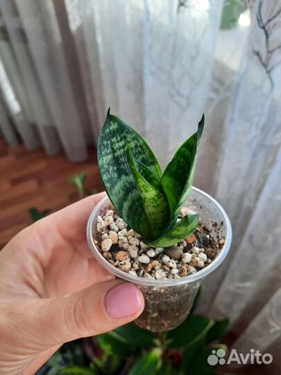 Сансивиерия Футура Суперба, Сансивиерия Ханни