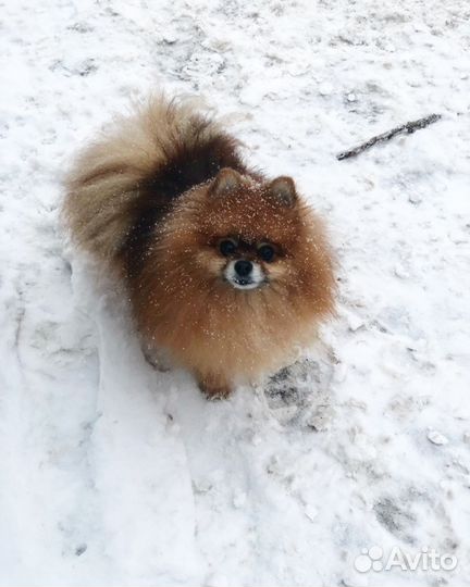 Померанский Шпиц на Вязку (мальчик)