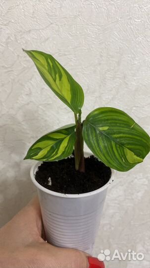 Калатея