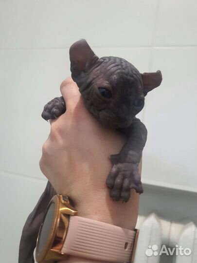 Канадский сфинкс эльф котенок