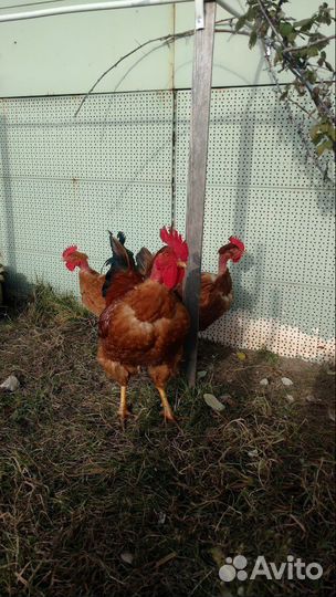 Голошейка, Фавероль. Цыплята, яйцо инкубационное