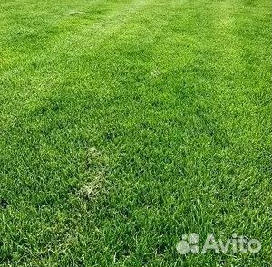 Укладка Рулонного газона