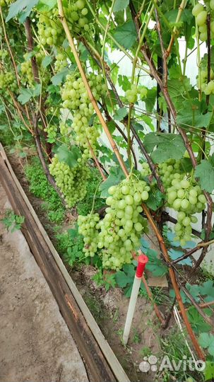 Продам саженцы винограда