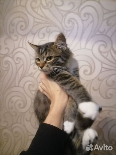 Котенок